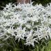 Szarotka 'Blossom of Snow' (Leontopodium)